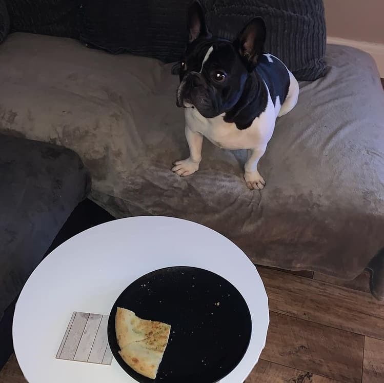 A French Bulldog with garlic bread