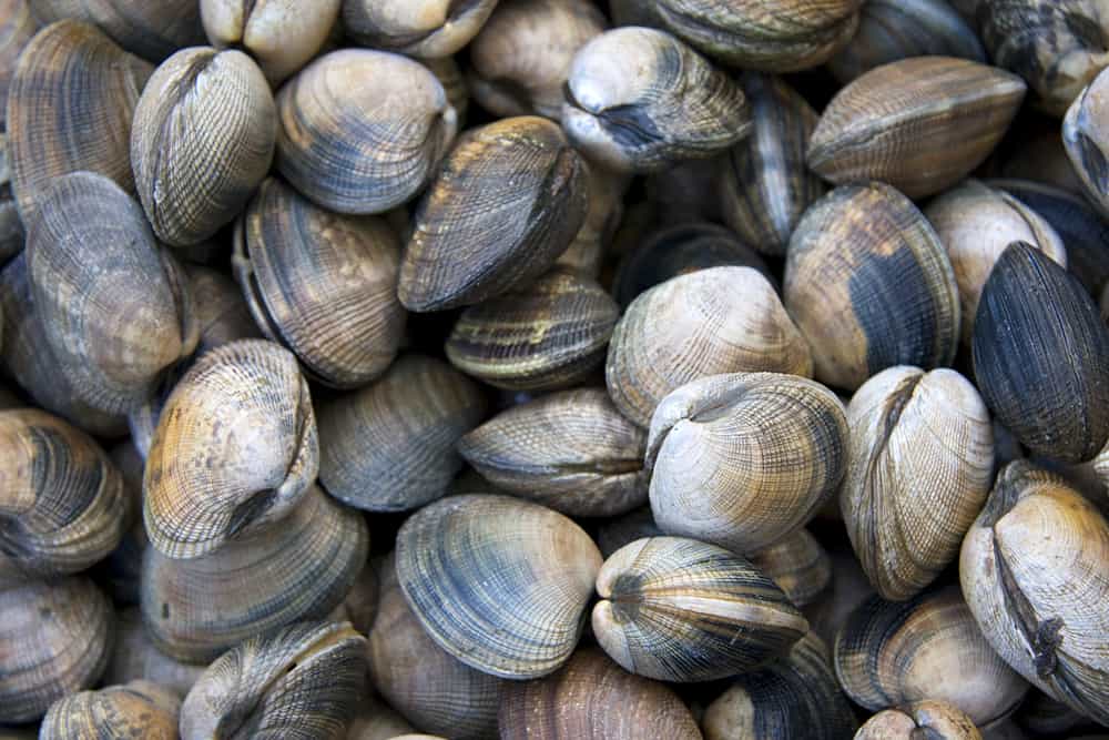 Fresh clams for sale at the market