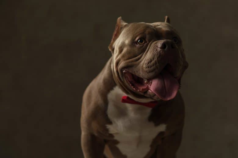A full-grown American Bully dog