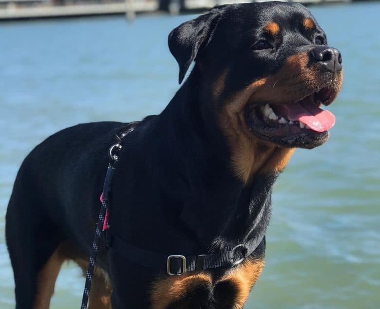 Full-grown Rottweiler dog