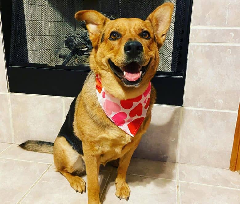 German Shepherd Rottweiler Mix dog