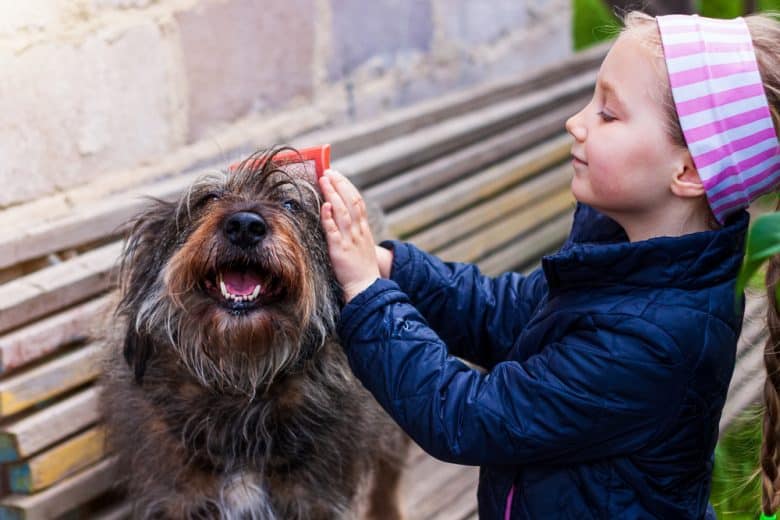 A young girl combing a German Wirehaired Pointer's coat