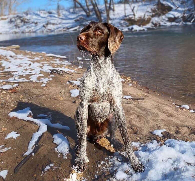 A German Wirehaired Pointer at a river
