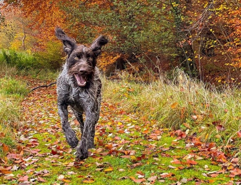 A German Wirehaired Pointer running