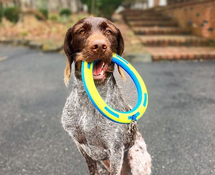 A German Wirehaired Pointer with a frisbee