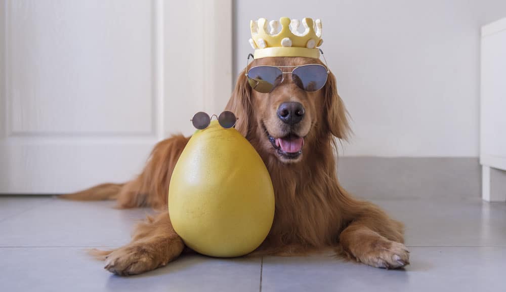 Golden Retriever wearing crown and sunglasses with the grapefruit