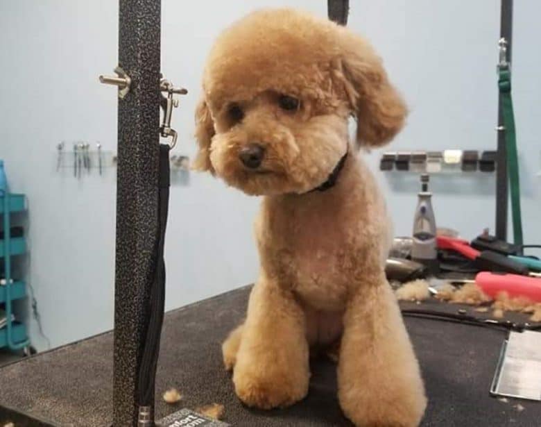 A Goldendoodle puppy got a bell bottom haircut