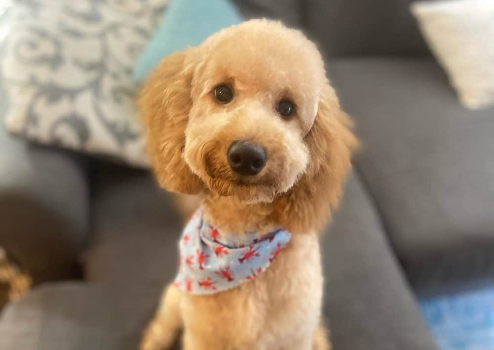A Goldendoodle with clean face cut
