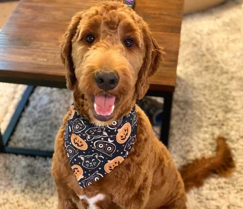 A Goldendoodle with clipped ears hairstyle