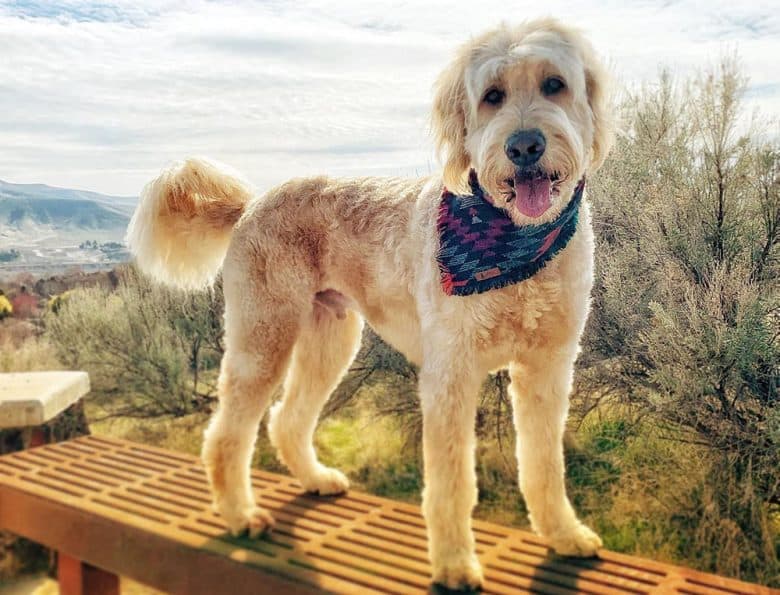 A Goldendoodle flag tail haircut