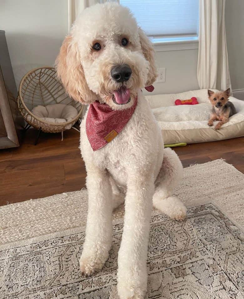 F1B Goldendoodle got a poodle haircut