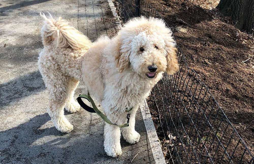 A Goldendoodle with a lion haircut