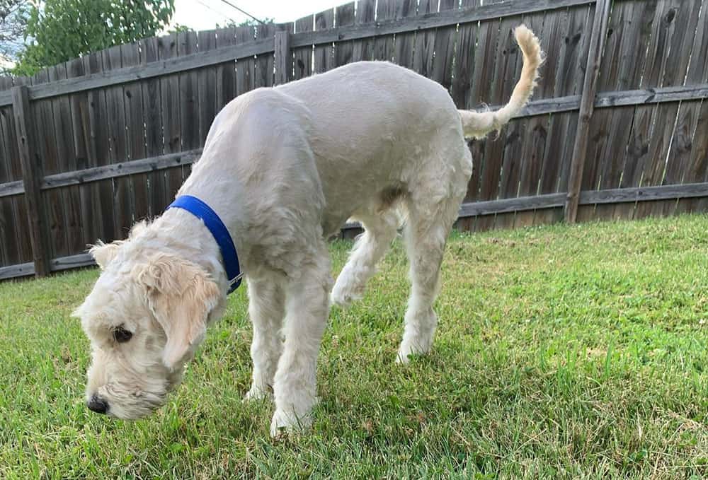 A Goldendoodle in full shave