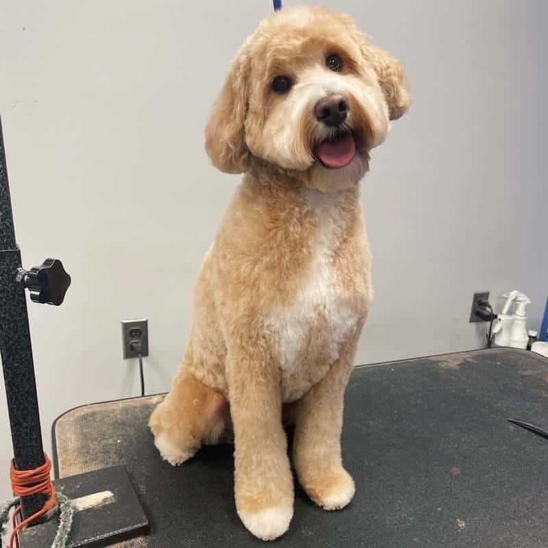 Beautiful Goldendoodle loves the new haircut