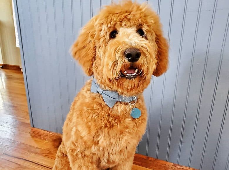 A Goldendoodle with medium length haircut
