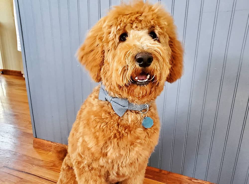 A Goldendoodle with medium length haircut