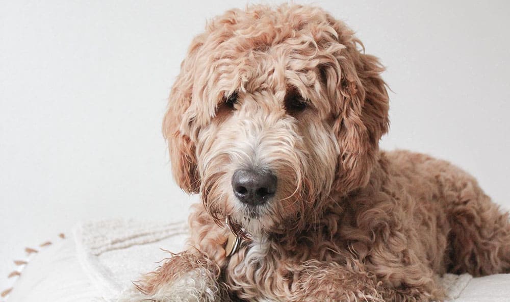 A messy Goldendoodle hair needs haircut