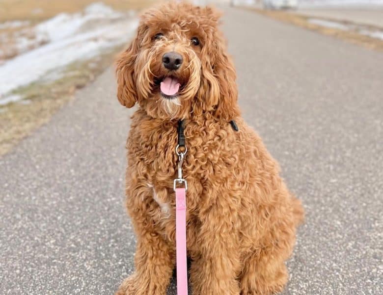 F1B Goldendoodle resting during its morning walk