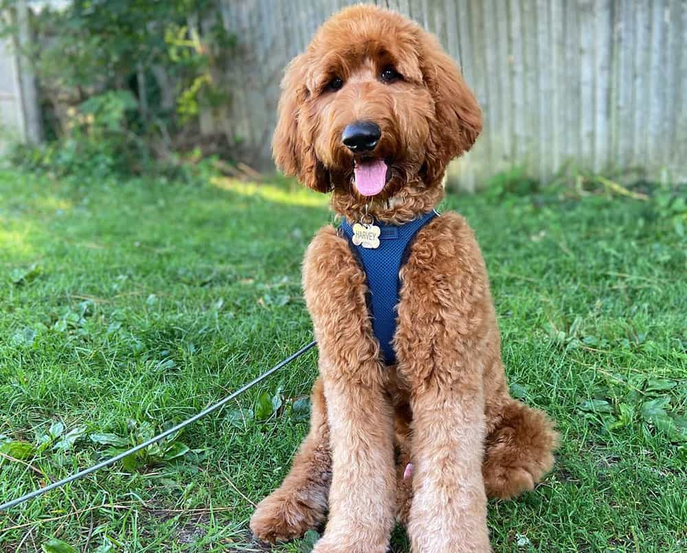 A Goldendoodle sitting on the grass with round feet haircut