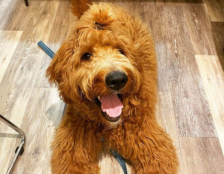 A happy Goldendoodle with top knot haircut