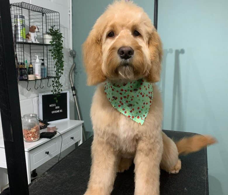 Goldendoodle wearing bandana in a grooming salon