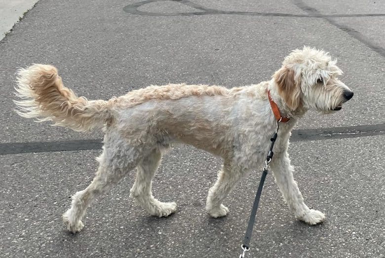 A Goldendoodle with a mohawk looks