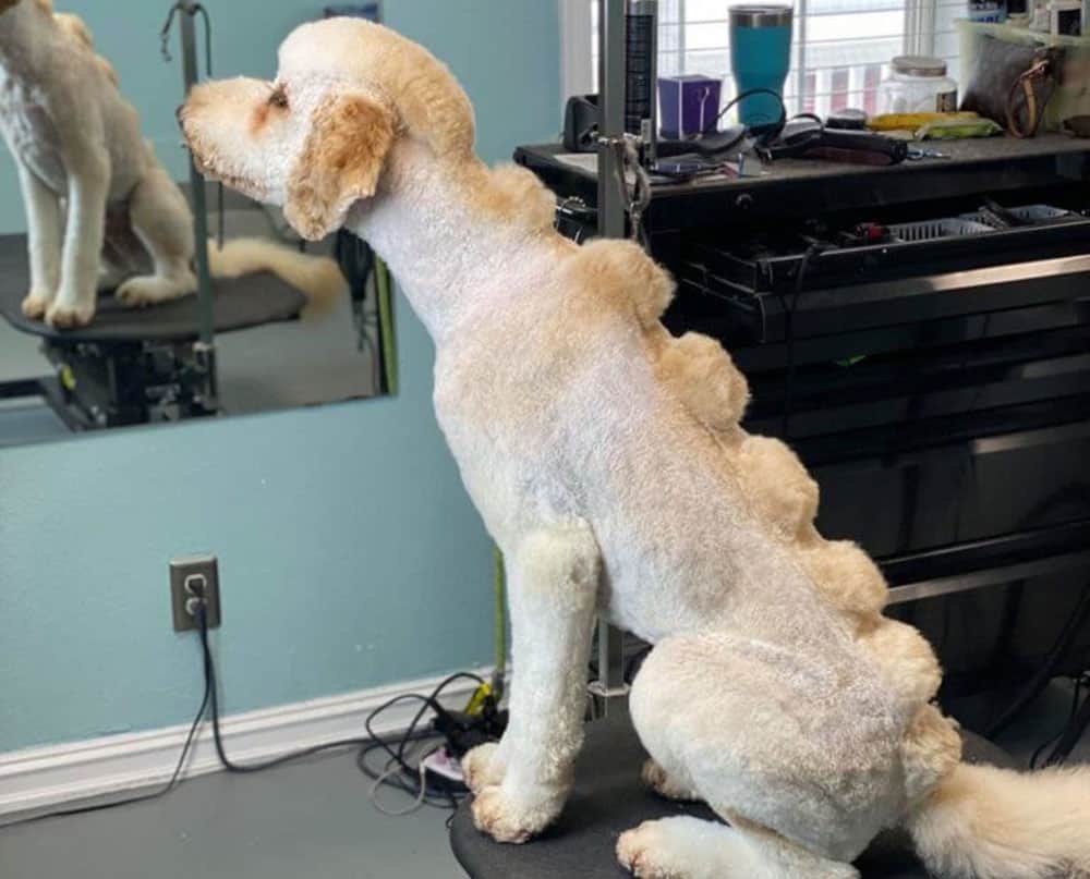A Goldendoodle with a dino cut