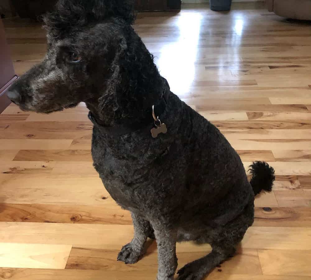 A Goldendoodle with mohawk and clean feet hairstyle