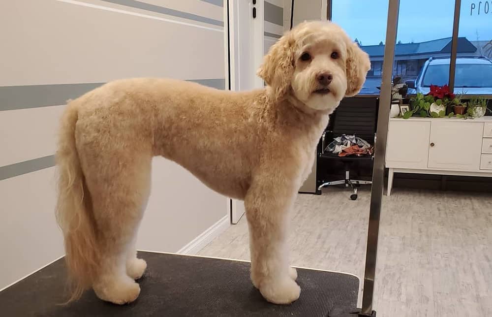 Gorgeous Goldendoodle with plumed tail haircut