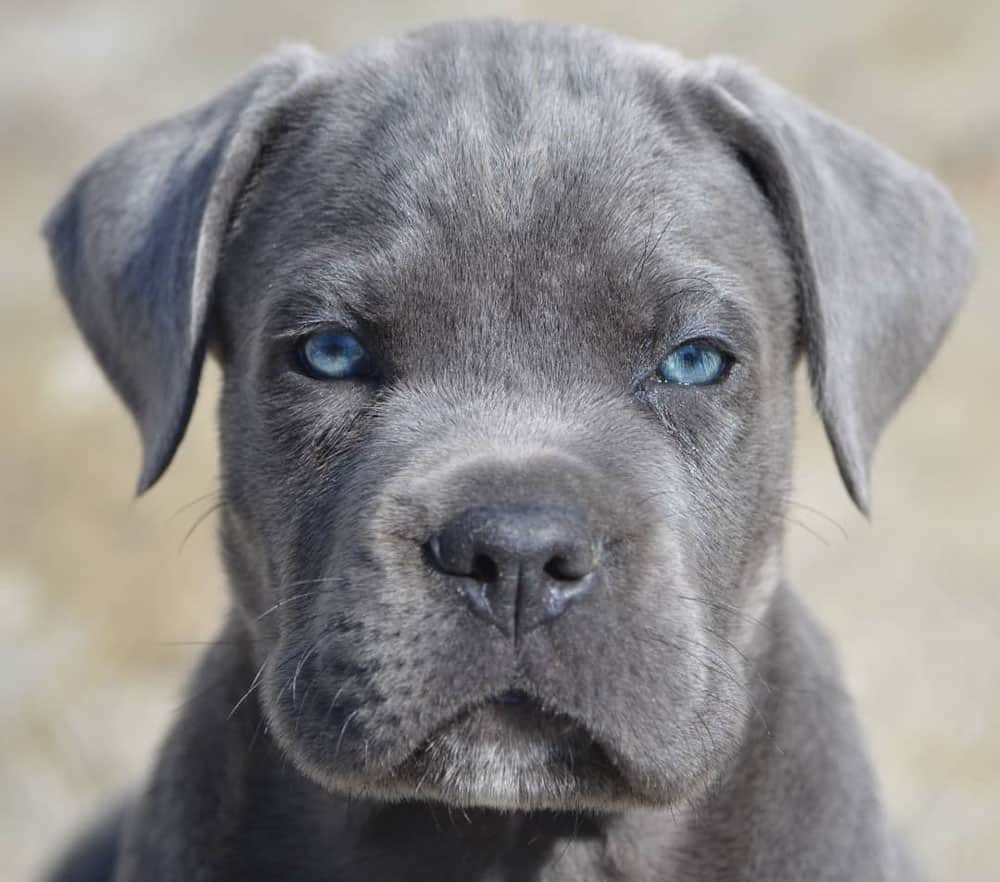 Gorgeous gray Cane Corso puppy