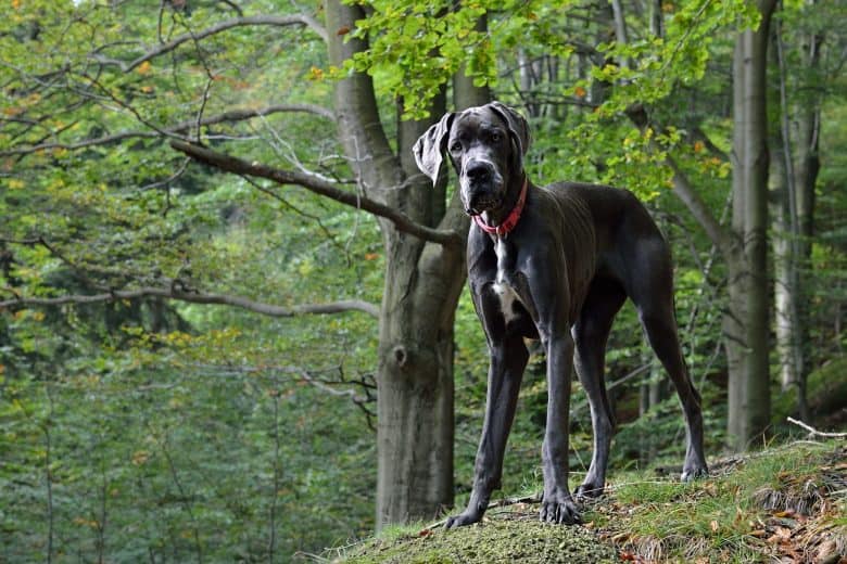 Great Dane dog in a forest