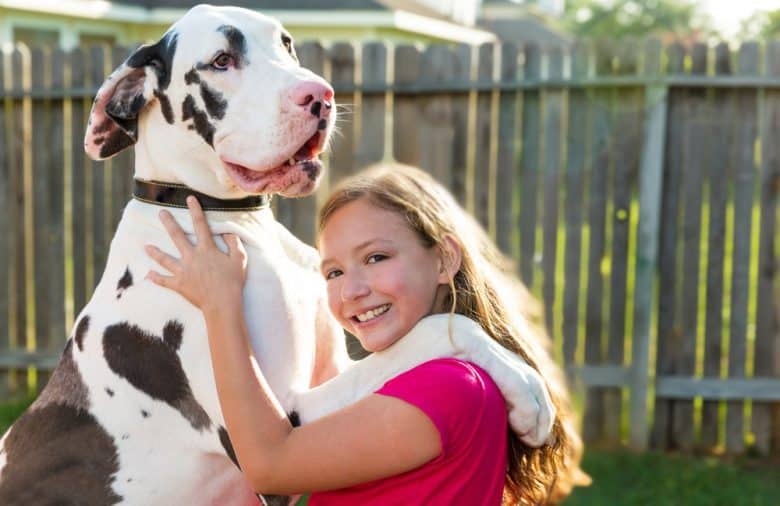 Great Dane dog stand up on a young girl shoulders