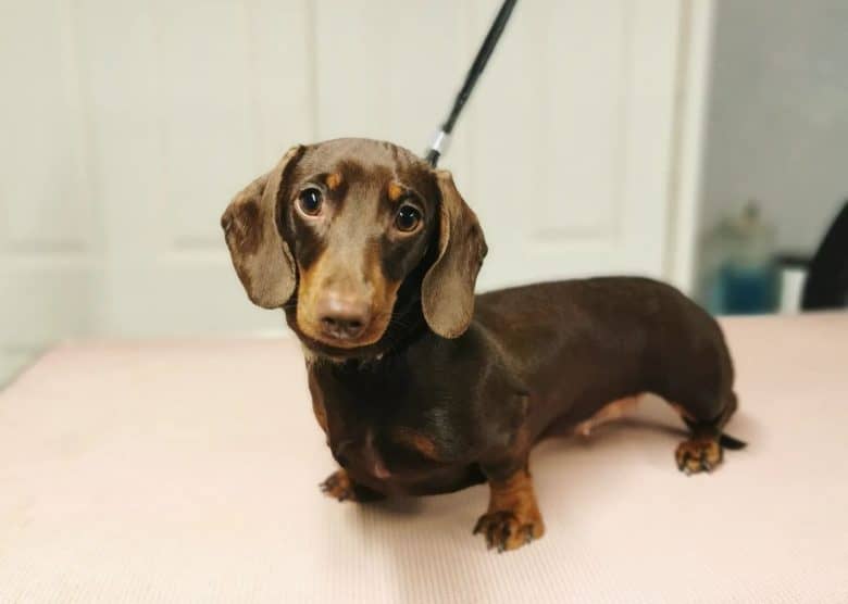 A miniature Dachshund on a grooming table