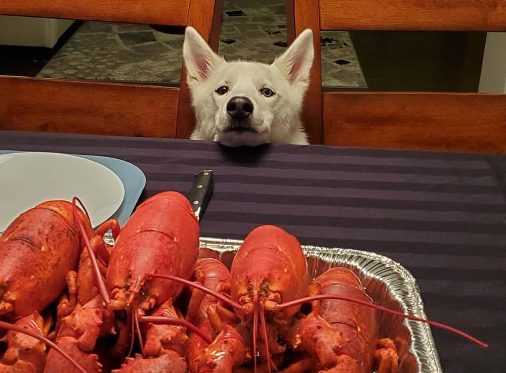 A Husky dog checking the yummy lobsters at the table