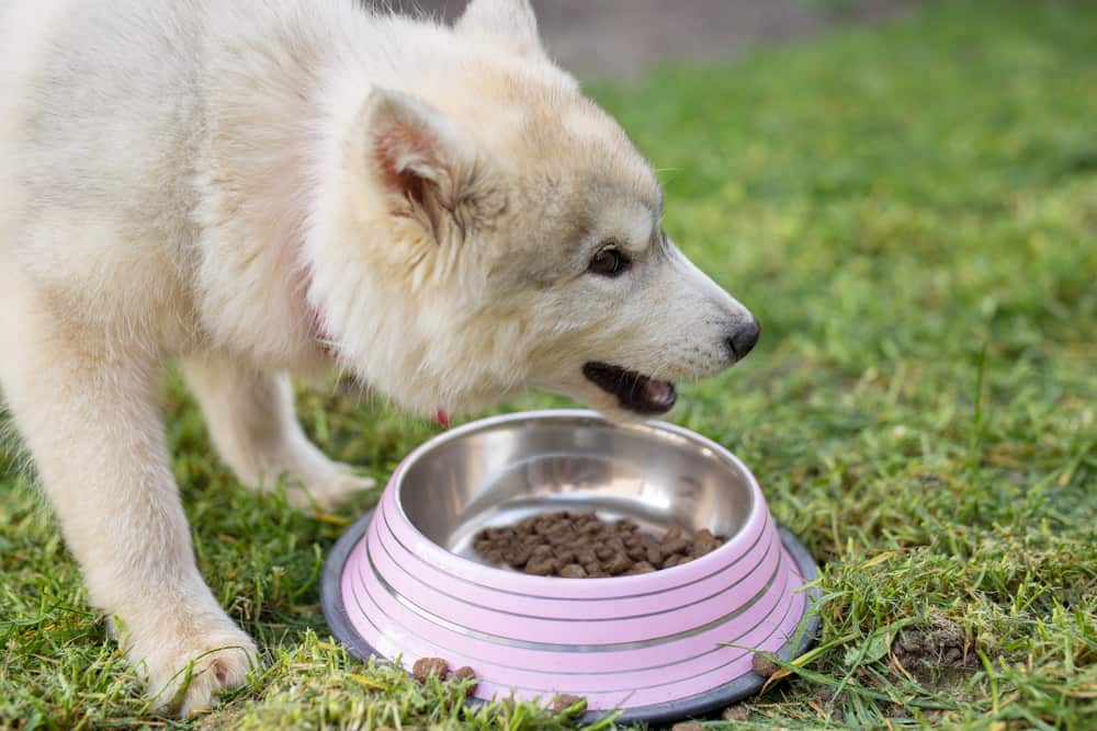 A Husky dog eating from a bowl