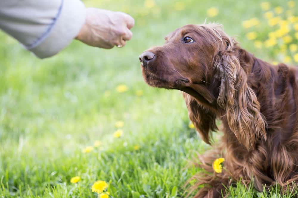 10 Best Dog Foods for Active Dogs 2023 (Premium & Budget) K9 