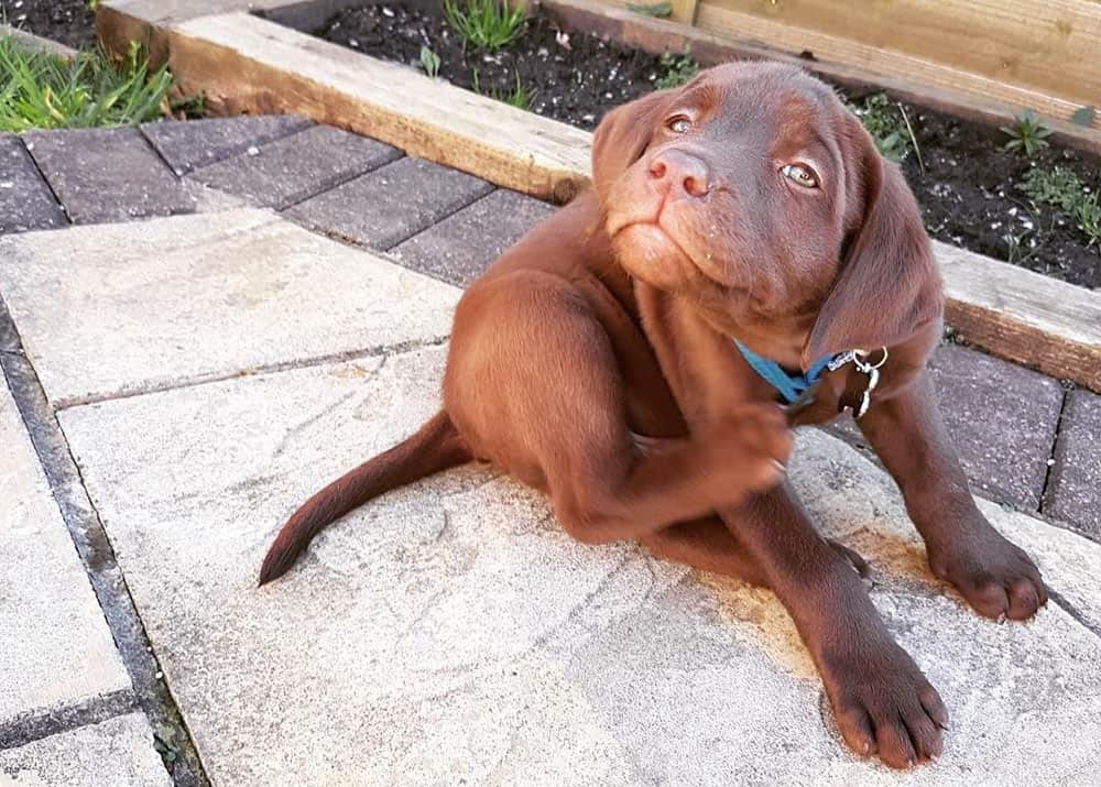 Itching Chocolate Labrador puppy