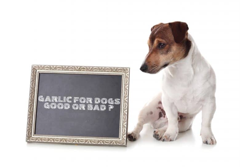 A Jack Russell Terrier with chalkboard that says "Garlic for Dogs Good or Bad"
