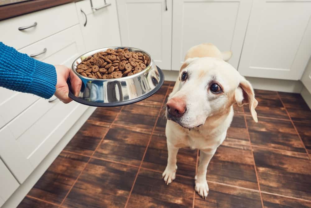 A Labrador Retriever dog flattered with the food