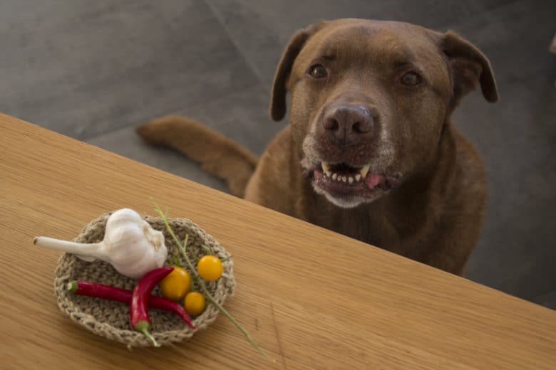 A Labrador Retriever looking up at a dining table