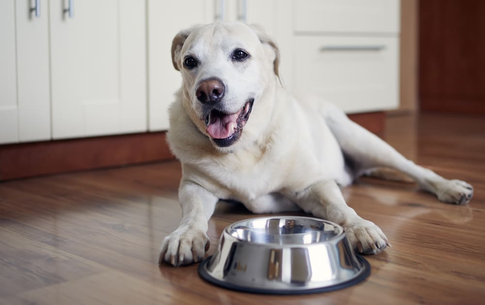 A happy Labrador Retriever lying near empty bowl