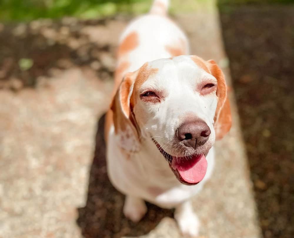 A funny face of a Lemon Beagle dog
