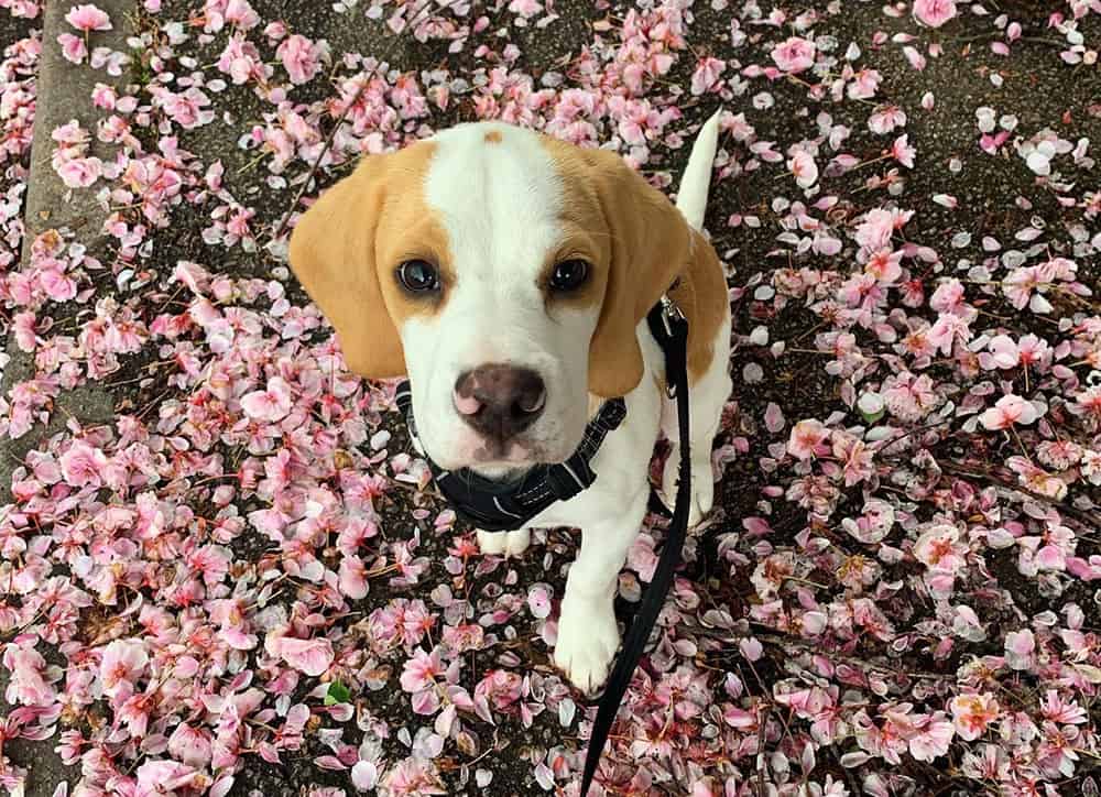 A Lemon Beagle sitting on the bed of fallen cherry blossoms