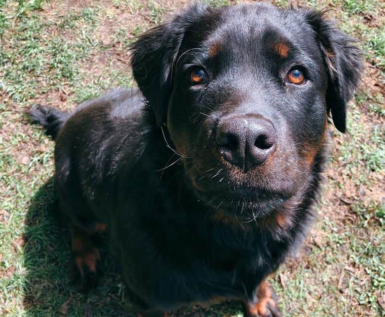 Long-haired Rottweiler looking up