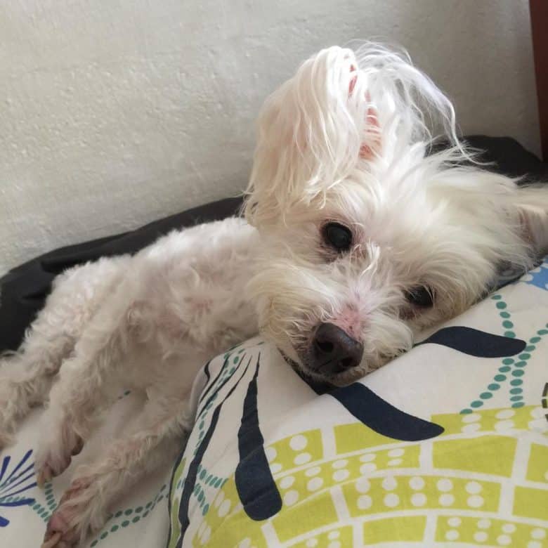 A Maltese dog with kidney failure