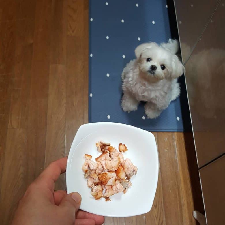 A Maltese dog with salmon food