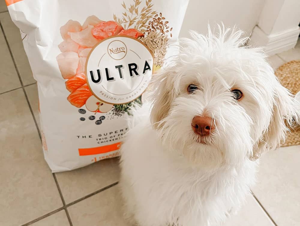 A Maltipoo puppy with nutro ultra dog food