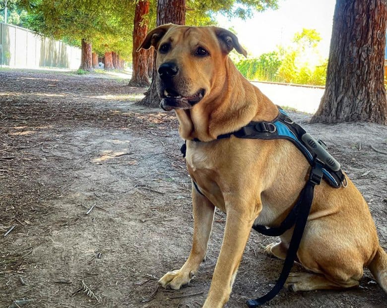 Mastador dog resting from a walk