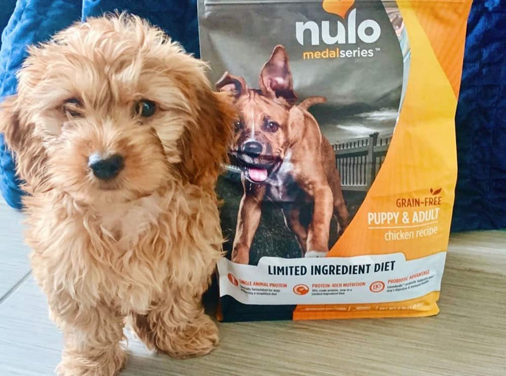A Mini Golden Doodle with the pack of nulo dog food