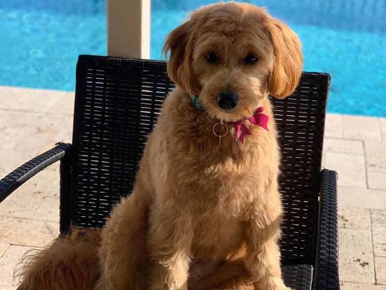 A Mini Goldendoodle with beveled feet cut